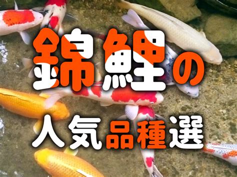 鯉魚品種|錦鯉の種類 人気品種は？錦鯉の違い・見分け方を徹底解説！ 